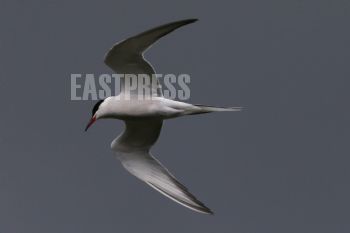EA348274, Eastpress, Porvoo, Finland